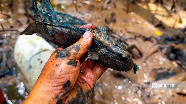 Theo chân ngư dân săn “cá biết bò” ở Đất Mũi- Ảnh 12. Theo chân ngư dân săn “cá biết bò” ở Đất Mũi- Ảnh 12.
