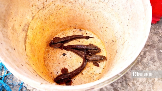 Theo chân ngư dân săn “cá biết bò” ở Đất Mũi- Ảnh 14. Theo chân ngư dân săn “cá biết bò” ở Đất Mũi- Ảnh 14.