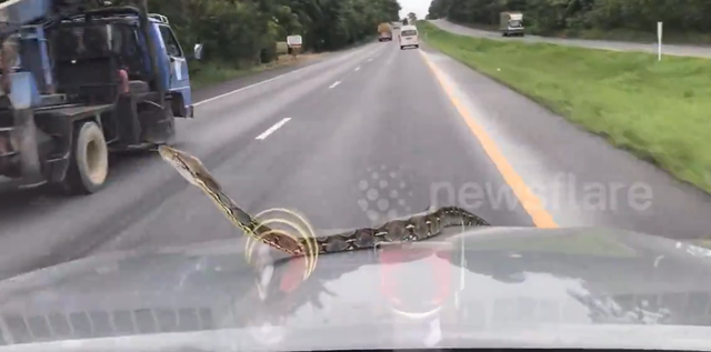 Đang l&aacute;i xe, người đ&agrave;n &ocirc;ng sốc khi ph&aacute;t hiện cảnh tượng "nổi da g&agrave;" trước mắt - Ảnh 1.