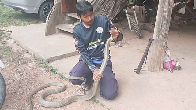 Bắt sống rắn hổ mang ch&uacute;a d&agrave;i 3 m&eacute;t ẩn nấp trong xe &ocirc; t&ocirc; - Ảnh 2.