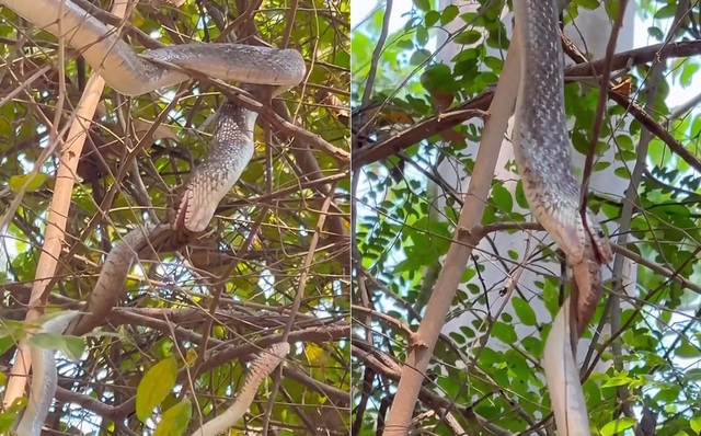 Nh&igrave;n l&ecirc;n c&acirc;y, người phụ nữ bắt gặp cảnh tượng nổi da g&agrave; - Ảnh 1.