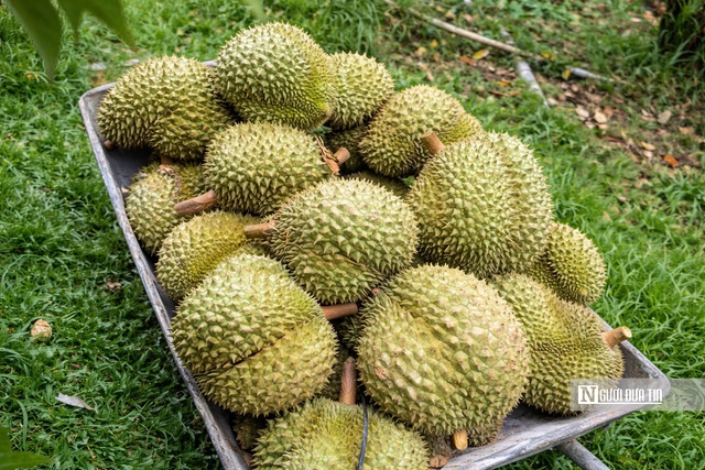 Gi&aacute; sầu ri&ecirc;ng giảm, nh&agrave; vườn v&agrave; thương l&aacute;i c&ugrave;ng &ldquo;mắc kẹt&rdquo;- Ảnh 2.