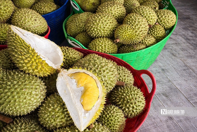 Gi&aacute; sầu ri&ecirc;ng giảm, nh&agrave; vườn v&agrave; thương l&aacute;i c&ugrave;ng &ldquo;mắc kẹt&rdquo;- Ảnh 3.