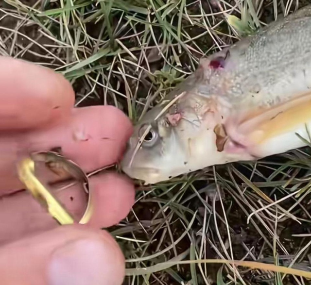 Cần thủ c&acirc;u được con c&aacute; đeo nhẫn v&agrave;ng tr&ecirc;n cơ thể - Ảnh 2.