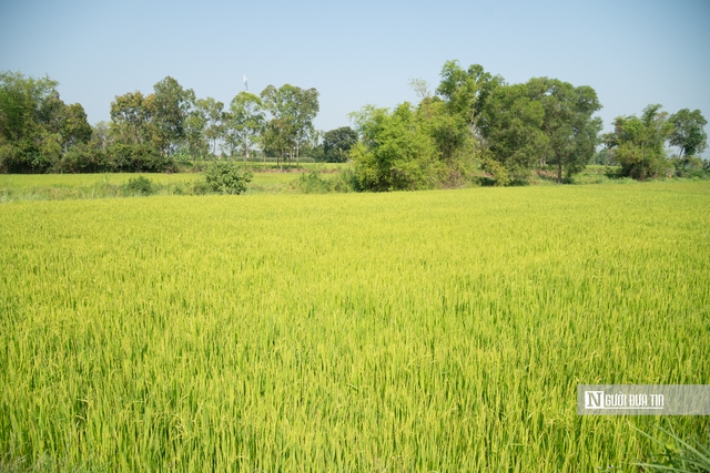 Đắk Lắk khẳng định kh&ocirc;ng để l&uacute;a chết kh&ocirc;, duy tr&igrave; c&aacute;c trạm bơm 24/24 đưa nước về c&aacute;c xứ đồng hạn- Ảnh 1.