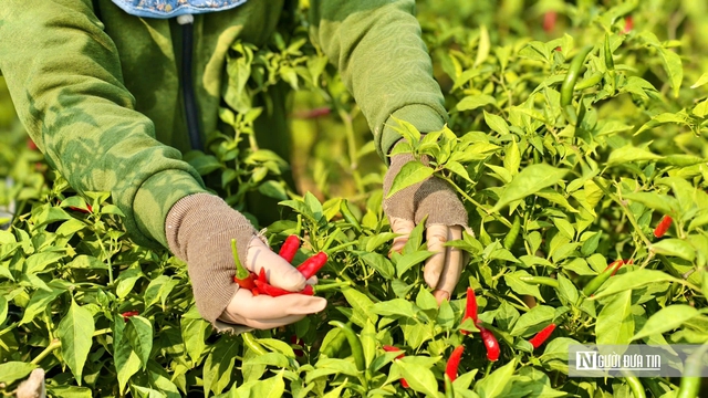 Được mùa mất giá, người trồng ớt Quảng Ngãi “ngồi trên lửa”- Ảnh 2. Được mùa mất giá, người trồng ớt Quảng Ngãi “ngồi trên lửa”- Ảnh 2.