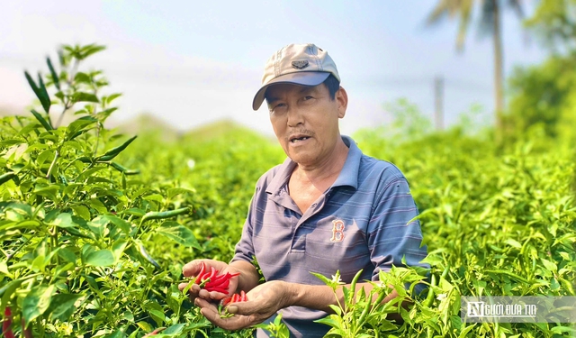 Được mùa mất giá, người trồng ớt Quảng Ngãi “ngồi trên lửa”- Ảnh 4. Được mùa mất giá, người trồng ớt Quảng Ngãi “ngồi trên lửa”- Ảnh 4.