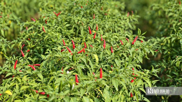 Được mùa mất giá, người trồng ớt Quảng Ngãi “ngồi trên lửa”- Ảnh 5. Được mùa mất giá, người trồng ớt Quảng Ngãi “ngồi trên lửa”- Ảnh 5.