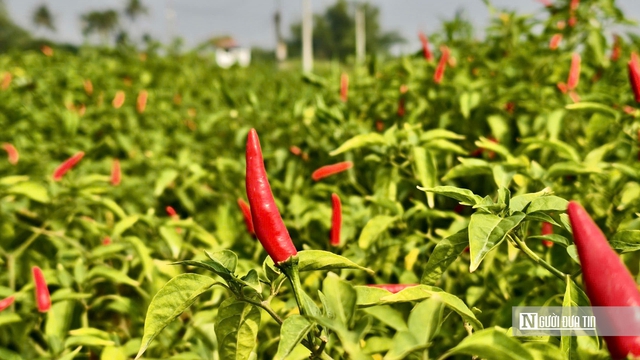 Được mùa mất giá, người trồng ớt Quảng Ngãi “ngồi trên lửa”- Ảnh 6. Được mùa mất giá, người trồng ớt Quảng Ngãi “ngồi trên lửa”- Ảnh 6.
