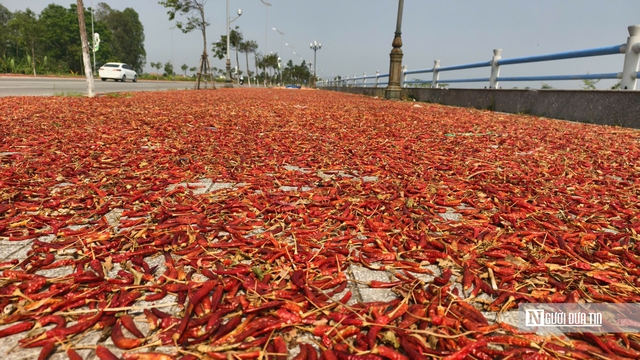 Được mùa mất giá, người trồng ớt Quảng Ngãi “ngồi trên lửa”- Ảnh 9. Được mùa mất giá, người trồng ớt Quảng Ngãi “ngồi trên lửa”- Ảnh 9.