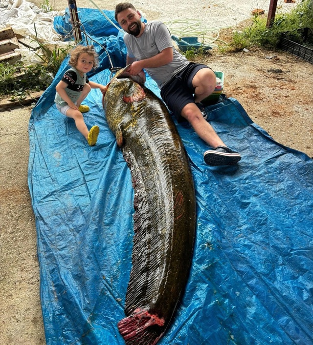 Ngư d&acirc;n bắt được con c&aacute; tr&ecirc; khổng lồ nặng 114kg, d&agrave;i 2,15 m&eacute;t - Ảnh 2.