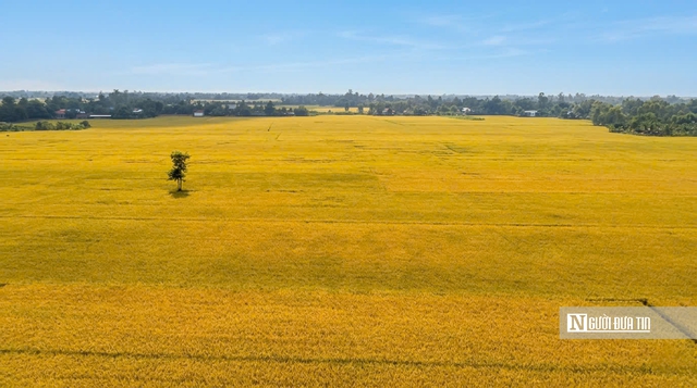 Cho&aacute;ng ngợp sắc v&agrave;ng trải d&agrave;i bất tận tại Đồng Th&aacute;p Mười  - Ảnh 2.