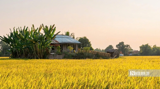 Cho&aacute;ng ngợp sắc v&agrave;ng trải d&agrave;i bất tận tại Đồng Th&aacute;p Mười  - Ảnh 5.