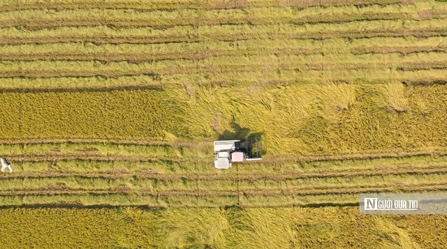 Cho&aacute;ng ngợp sắc v&agrave;ng trải d&agrave;i bất tận tại Đồng Th&aacute;p Mười  - Ảnh 7.