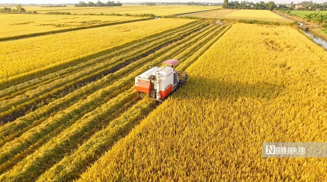 Cho&aacute;ng ngợp sắc v&agrave;ng trải d&agrave;i bất tận tại Đồng Th&aacute;p Mười  - Ảnh 9.