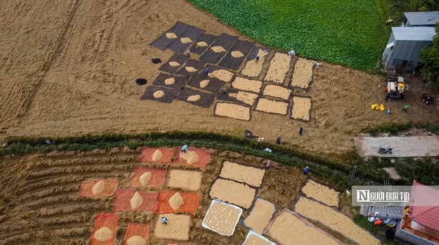 Cho&aacute;ng ngợp sắc v&agrave;ng trải d&agrave;i bất tận tại Đồng Th&aacute;p Mười  - Ảnh 14.