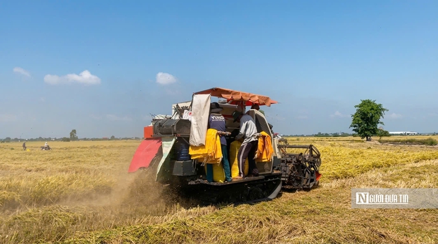 Cho&aacute;ng ngợp sắc v&agrave;ng trải d&agrave;i bất tận tại Đồng Th&aacute;p Mười  - Ảnh 15.