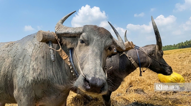 Cho&aacute;ng ngợp sắc v&agrave;ng trải d&agrave;i bất tận tại Đồng Th&aacute;p Mười  - Ảnh 16.