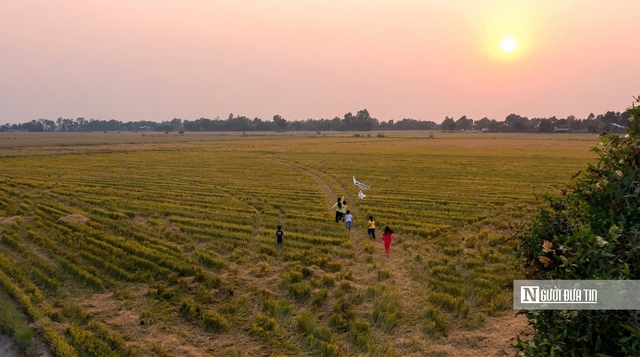 Cho&aacute;ng ngợp sắc v&agrave;ng trải d&agrave;i bất tận tại Đồng Th&aacute;p Mười  - Ảnh 17.