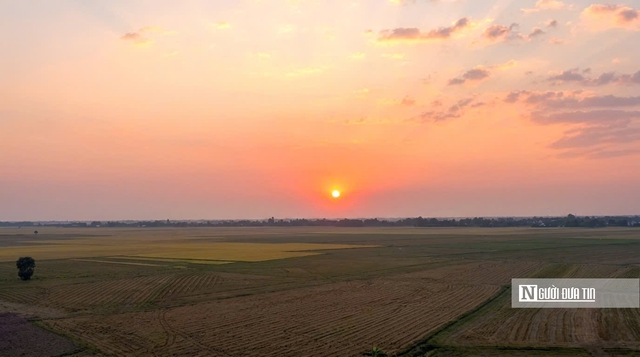 Cho&aacute;ng ngợp sắc v&agrave;ng trải d&agrave;i bất tận tại Đồng Th&aacute;p Mười  - Ảnh 18.