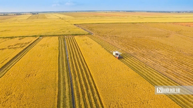 Cho&aacute;ng ngợp sắc v&agrave;ng trải d&agrave;i bất tận tại Đồng Th&aacute;p Mười  - Ảnh 19.
