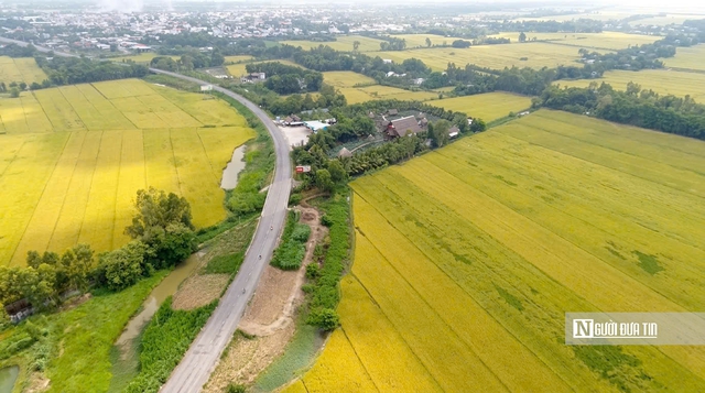 Cho&aacute;ng ngợp sắc v&agrave;ng trải d&agrave;i bất tận tại Đồng Th&aacute;p Mười  - Ảnh 20.