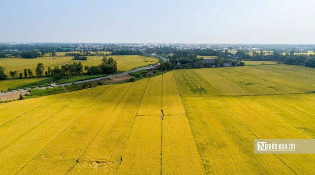 Cho&aacute;ng ngợp sắc v&agrave;ng trải d&agrave;i bất tận tại Đồng Th&aacute;p Mười  - Ảnh 21.