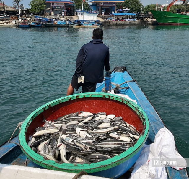 C&aacute; bớp nu&ocirc;i lồng b&egrave; ở L&yacute; Sơn chết h&agrave;ng loạt, người nu&ocirc;i thiệt hại hơn 16 tỷ- Ảnh 3.