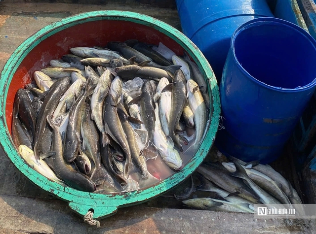 C&aacute; bớp nu&ocirc;i lồng b&egrave; ở L&yacute; Sơn chết h&agrave;ng loạt, người nu&ocirc;i thiệt hại hơn 16 tỷ- Ảnh 4.