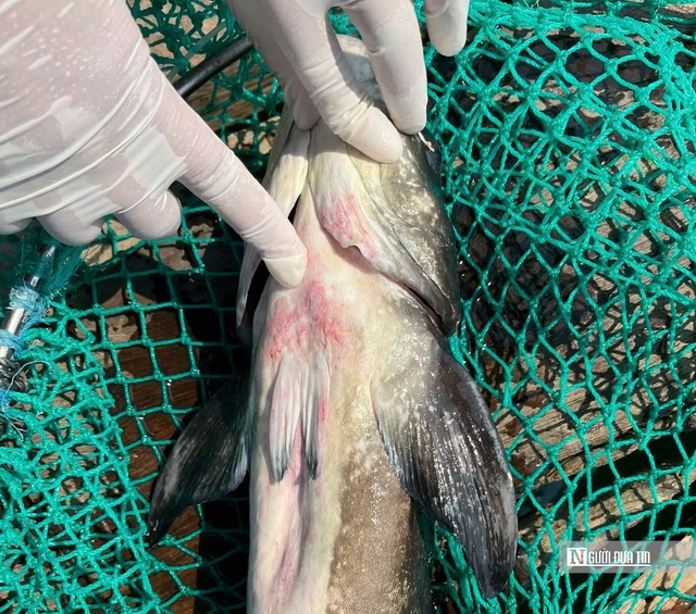 C&aacute; bớp nu&ocirc;i lồng b&egrave; ở L&yacute; Sơn chết h&agrave;ng loạt, người nu&ocirc;i thiệt hại hơn 16 tỷ- Ảnh 5.
