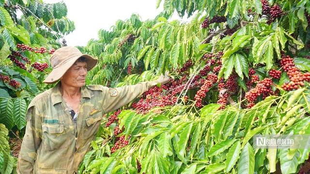 T&iacute;n chỉ carbon - "Mỏ v&agrave;ng xanh" của Gia Lai sau s&aacute;p nhập- Ảnh 2.
