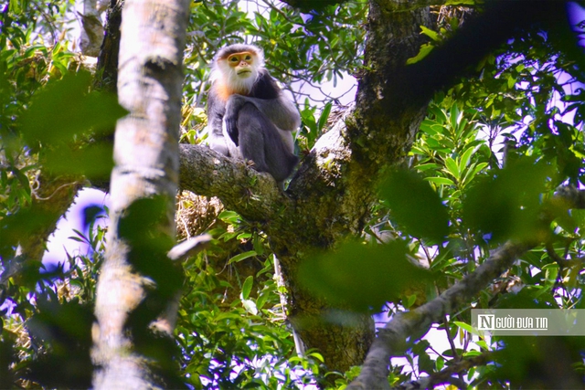 T&iacute;n chỉ carbon - "Mỏ v&agrave;ng xanh" của Gia Lai sau s&aacute;p nhập- Ảnh 7.