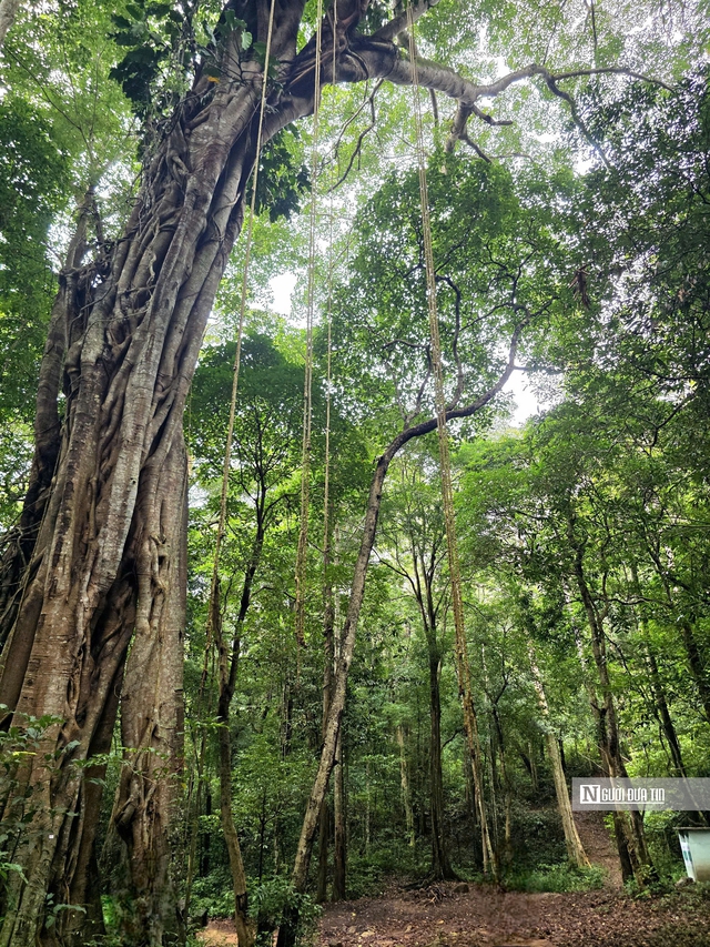 T&iacute;n chỉ carbon - "Mỏ v&agrave;ng xanh" của Gia Lai sau s&aacute;p nhập- Ảnh 8.