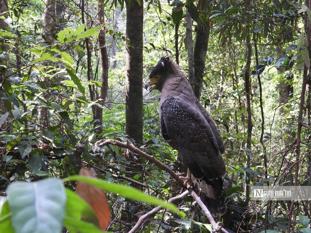 T&iacute;n chỉ carbon - "Mỏ v&agrave;ng xanh" của Gia Lai sau s&aacute;p nhập- Ảnh 9.