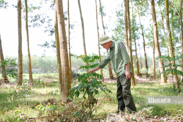 T&iacute;n chỉ carbon - "Mỏ v&agrave;ng xanh" của Gia Lai sau s&aacute;p nhập- Ảnh 12.