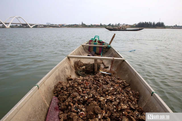 Nghề nguy hiểm lặn bắt lo&agrave;i nhiễm thể dưới đ&aacute;y s&ocirc;ng, ngon nức tiếng ở Quảng Trị- Ảnh 5.