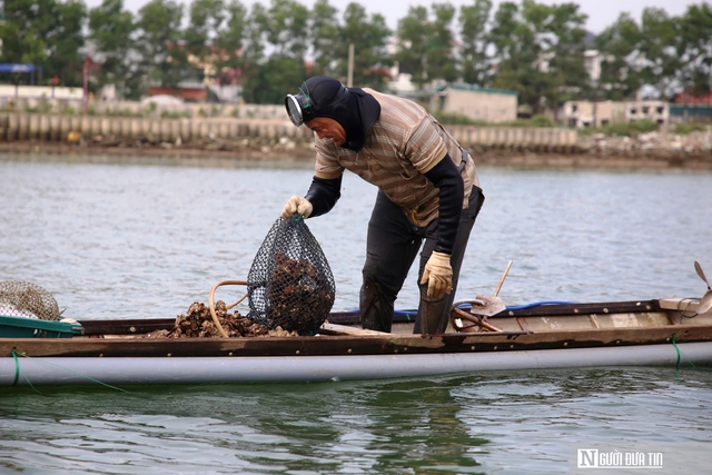Nghề nguy hiểm lặn bắt lo&agrave;i nhiễm thể dưới đ&aacute;y s&ocirc;ng, ngon nức tiếng ở Quảng Trị- Ảnh 6.