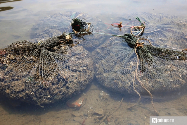 Nghề nguy hiểm lặn bắt lo&agrave;i nhiễm thể dưới đ&aacute;y s&ocirc;ng, ngon nức tiếng ở Quảng Trị- Ảnh 9.