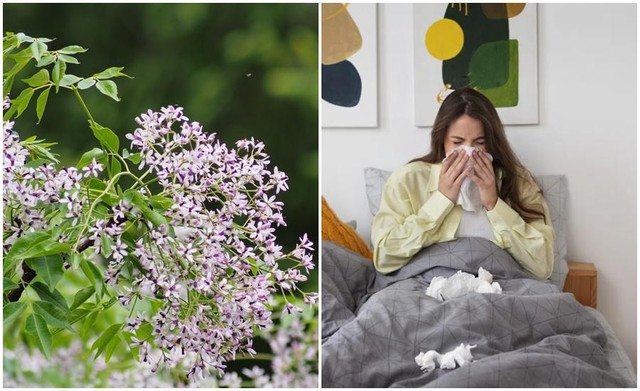 Lo&agrave;i hoa khi v&agrave;o m&ugrave;a khiến cơ thể dễ ốm yếu hơn - Ảnh 3.