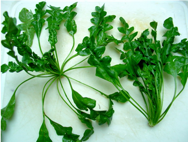 Ăn 1 mớ rau n&agrave;y tốt ngang thịt b&ograve;, mọc đầy bờ r&agrave;o ai kh&ocirc;ng biết hơi ph&iacute;- Ảnh 1.