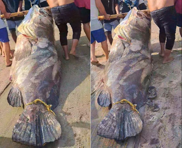 Ngư dân bắt được con cá mú khổng lồ nặng 290kg trên biển - Ảnh 1.