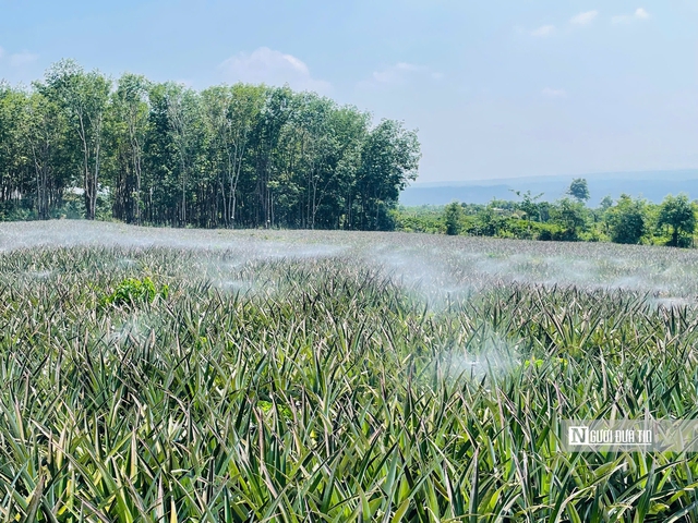 Gia Lai: B&agrave;i to&aacute;n giảm ngh&egrave;o bền vững song h&agrave;nh với mục ti&ecirc;u tăng trưởng 2 con số trong giai đoạn mới - Ảnh 5.