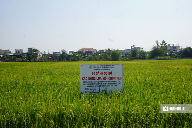 Gia Lai: B&agrave;i to&aacute;n giảm ngh&egrave;o bền vững song h&agrave;nh với mục ti&ecirc;u tăng trưởng 2 con số trong giai đoạn mới - Ảnh 7.