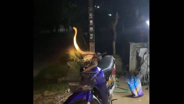 Nhìn ra sân, người đàn ông bắt gặp cảnh tượng nổi da gà trên xe máy - Ảnh 1.