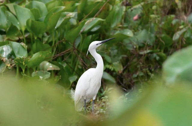 Tr&agrave; Sư: Bản giao hưởng diệp lục giữa miền T&acirc;y huyền t&iacute;ch- Ảnh 2.