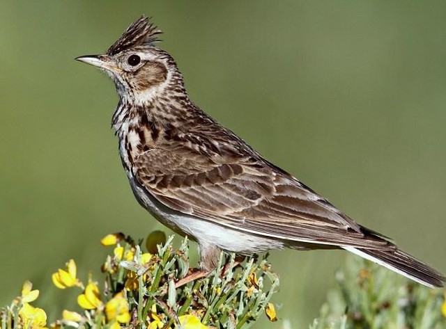 "Yến tiệc th&iacute;nh gi&aacute;c" giữa kỳ quan đ&aacute; An Giang- Ảnh 3.