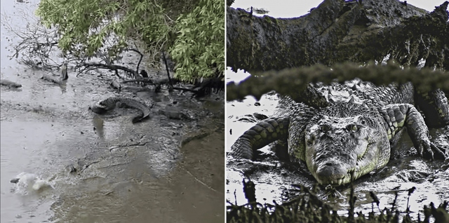 9 con r&aacute;i c&aacute; hợp sức tấn c&ocirc;ng c&aacute; sấu v&agrave; c&aacute;i kết bất ngờ- Ảnh 1.