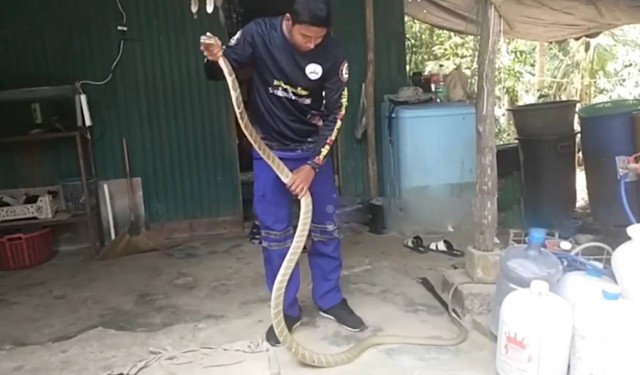 Bắt sống rắn hổ mang d&agrave;i 3 m&eacute;t ẩn nấp trong bếp nh&agrave; d&acirc;n - Ảnh 1.