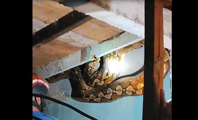 Bắt sống trăn khổng lồ d&agrave;i 8,6 m&eacute;t đột nhập v&agrave;o nh&agrave; d&acirc;n - Ảnh 1.