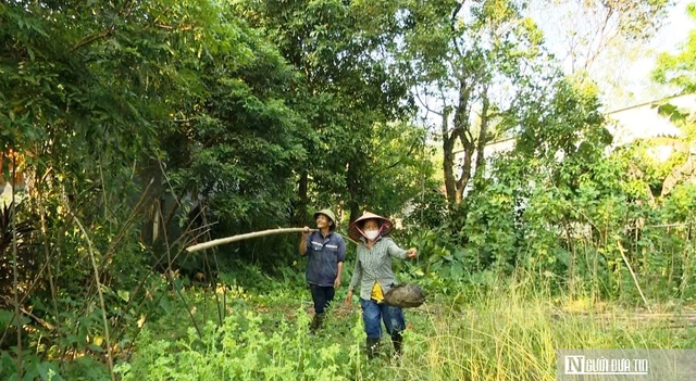 V&agrave;o rừng săn trứng kiến kiếm tiền triệu mỗi ng&agrave;y- Ảnh 2.